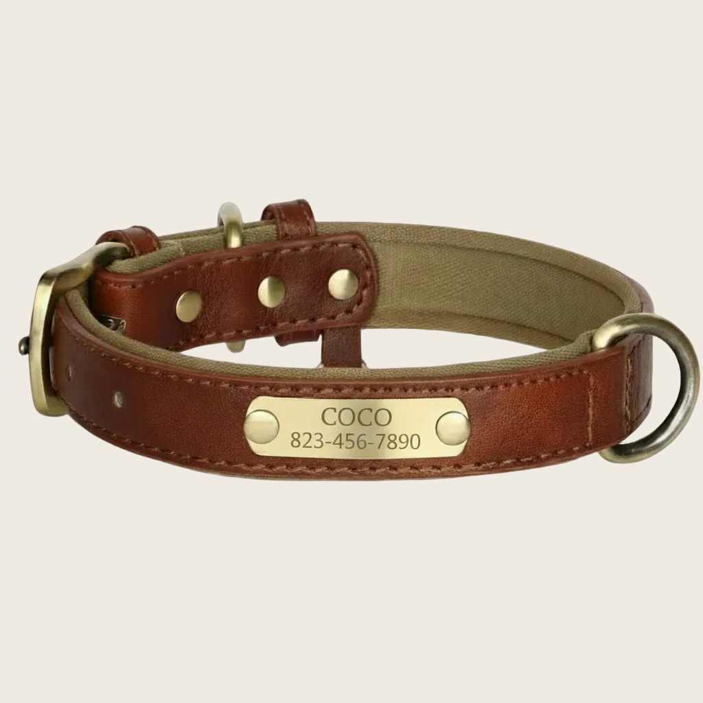 Personalised Dog Collar - Engraved Nameplate