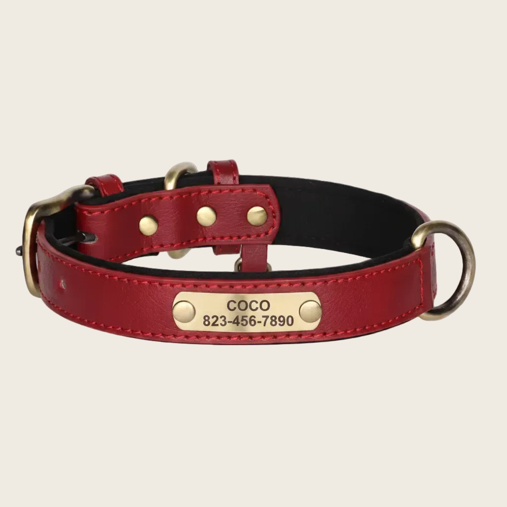 Personalised Dog Collar - Engraved Nameplate
